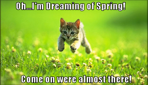 cat-spring